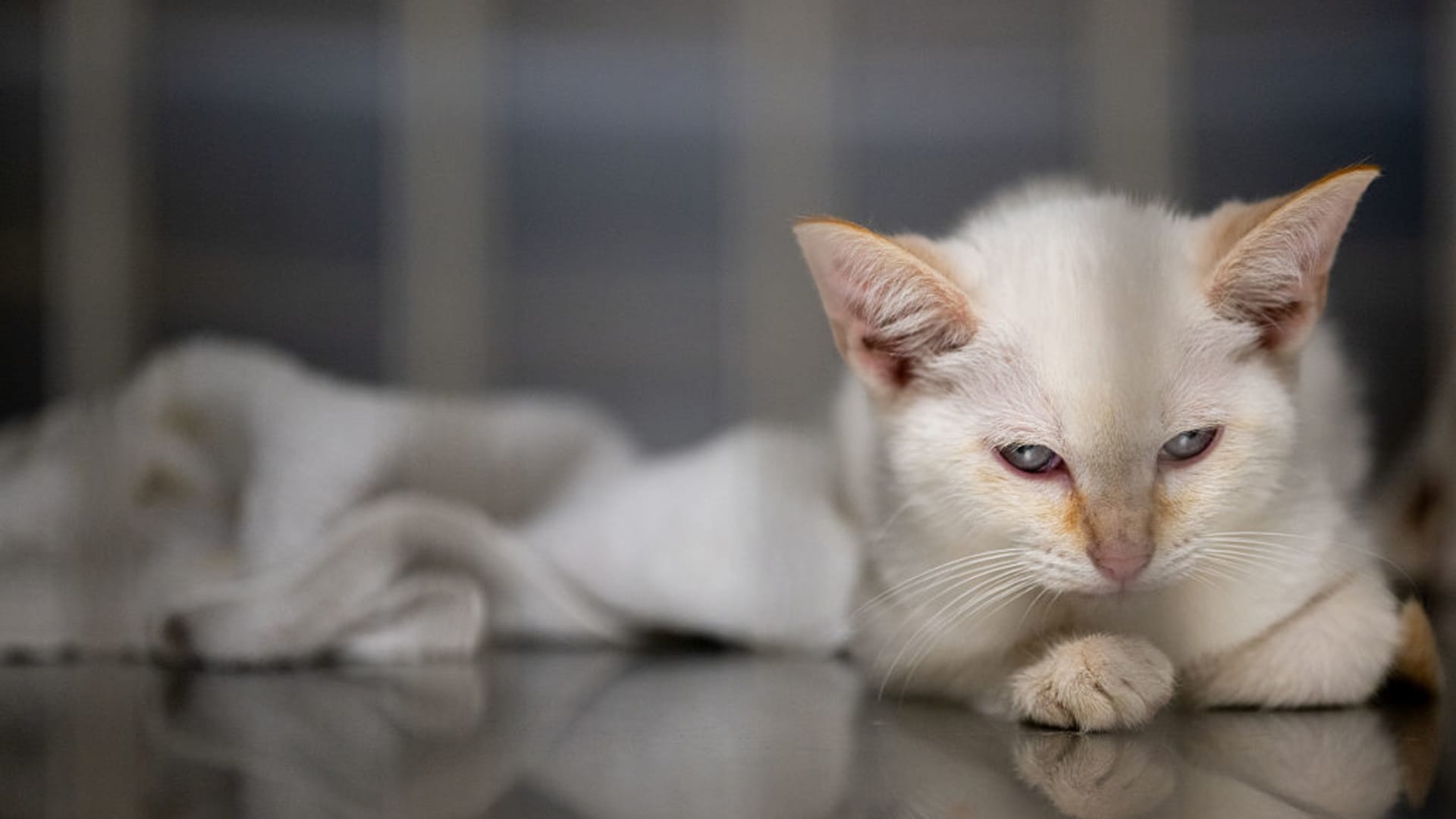 猫主人支出增加，提振宠物零售商销售