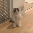 MICHI (MICHI)